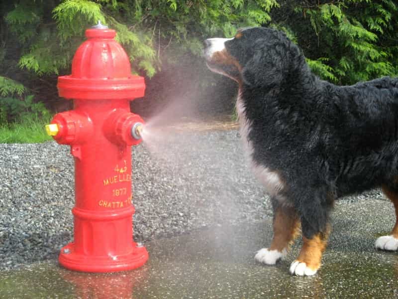 Spray Hydrant
