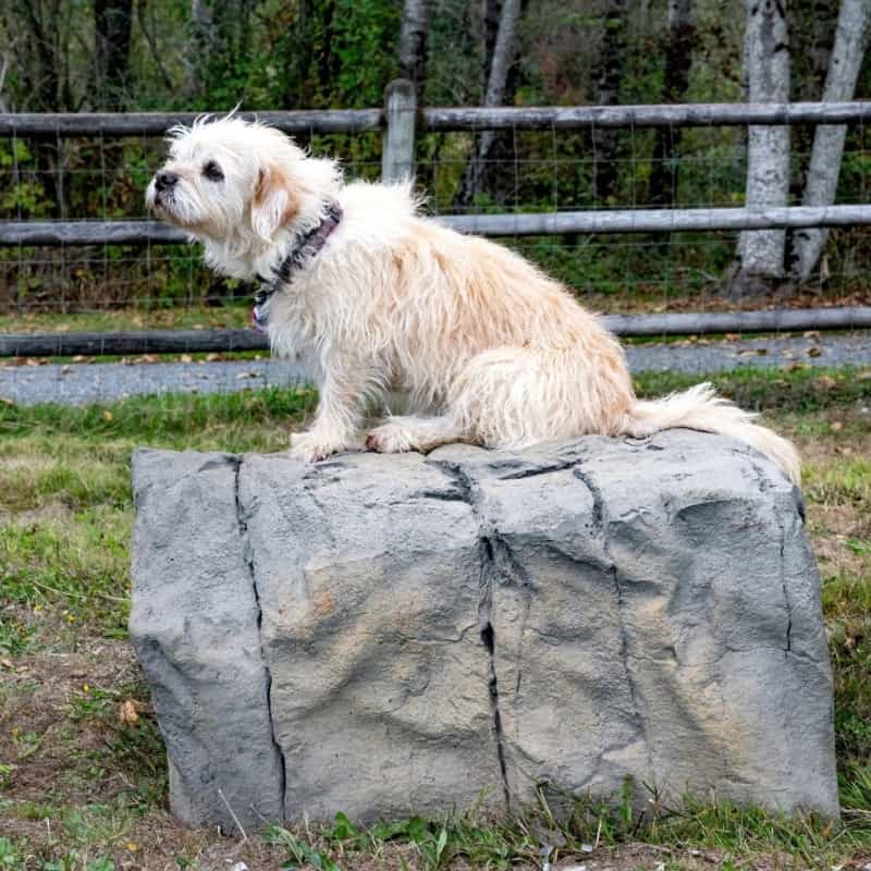 Naturedog Small Boulder