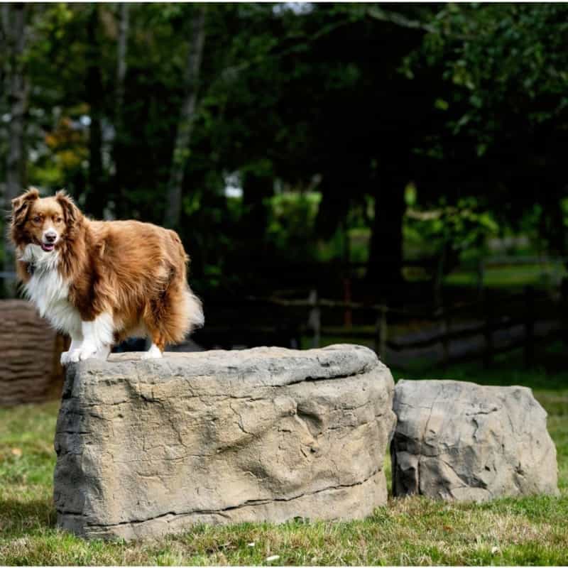 Naturedog Large Boulder